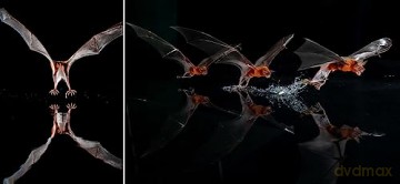 Bat Island - Christian Ziegler [KSIĄŻKA]