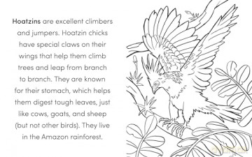 Bird Book For Kids Colouring Book - Kat Henries-Meisner [KSIĄŻKA]