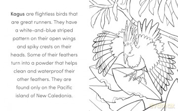 Bird Book For Kids Colouring Book - Kat Henries-Meisner [KSIĄŻKA]