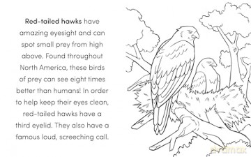 Bird Book For Kids Colouring Book - Kat Henries-Meisner [KSIĄŻKA]