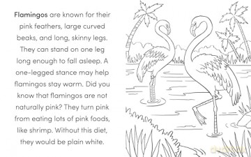 Bird Book For Kids Colouring Book - Kat Henries-Meisner [KSIĄŻKA]