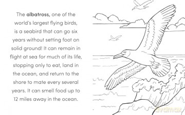 Bird Book For Kids Colouring Book - Kat Henries-Meisner [KSIĄŻKA]