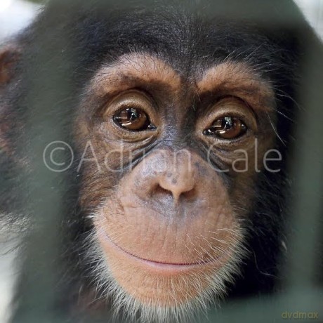 Book Of Being Chimp - Adrian Cale [KSIĄŻKA]