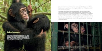 Book Of Being Chimp - Adrian Cale [KSIĄŻKA]