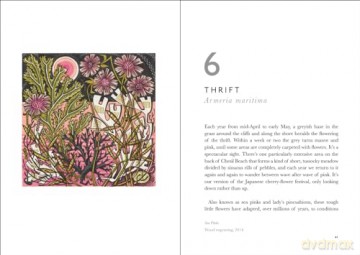 Book Of Wild Flowers - Angie Lewin [KSIĄŻKA]