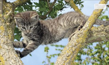 Cat Encyclopedia - Dk [KSIĄŻKA]