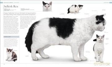Cat Encyclopedia - Dk [KSIĄŻKA]