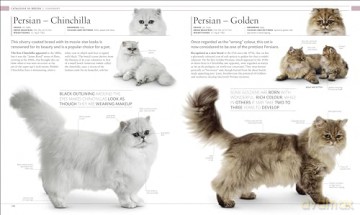Cat Encyclopedia - Dk [KSIĄŻKA]
