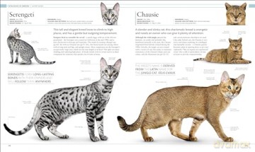 Cat Encyclopedia - Dk [KSIĄŻKA]