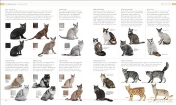 Cat Encyclopedia - Dk [KSIĄŻKA]