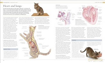 Cat Encyclopedia - Dk [KSIĄŻKA]