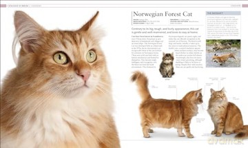 Cat Encyclopedia - Dk [KSIĄŻKA]