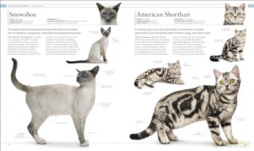 Cat Encyclopedia - Dk [KSIĄŻKA]