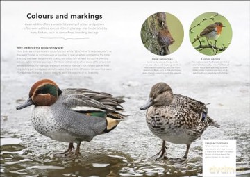 Chris Packhams Birdwatching Guide - Chris Packham [KSIĄŻKA]