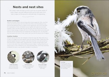 Chris Packhams Birdwatching Guide - Chris Packham [KSIĄŻKA]
