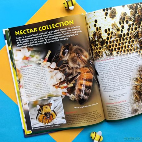 Discover Bees [KSIĄŻKA]