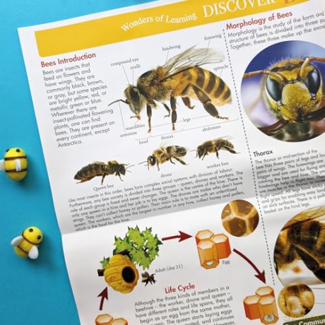 Discover Bees [KSIĄŻKA]