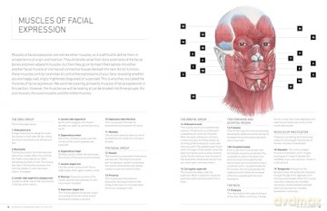 Essential Human Anatomy For Artists - Ken Goldman [KSIĄŻKA]