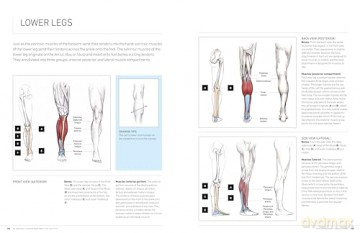 Essential Human Anatomy For Artists - Ken Goldman [KSIĄŻKA]