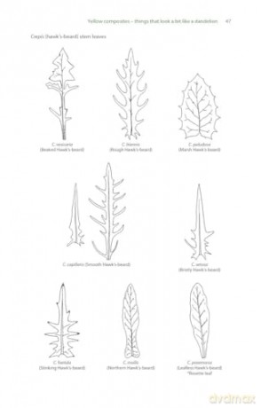 Frustrating Flowers And Puzzling Plants - John M. Warren [KSIĄŻKA]