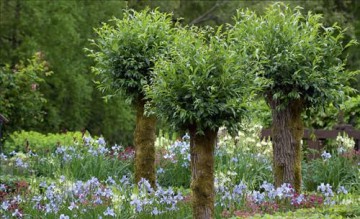 Gardens Of Arne Maynard - Arne Maynard [KSIĄŻKA]