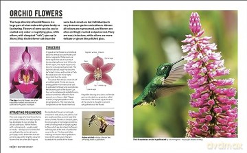Grow Orchids - Andrew Mikolajski [KSIĄŻKA]