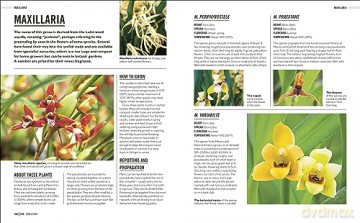 Grow Orchids - Andrew Mikolajski [KSIĄŻKA]