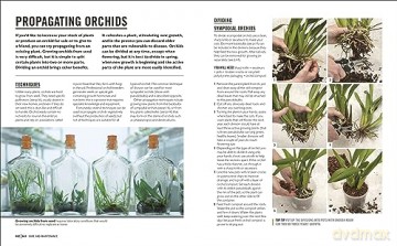 Grow Orchids - Andrew Mikolajski [KSIĄŻKA]