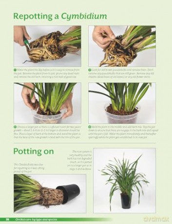 Growing Orchids At Home - Manos Kanellos [KSIĄŻKA]