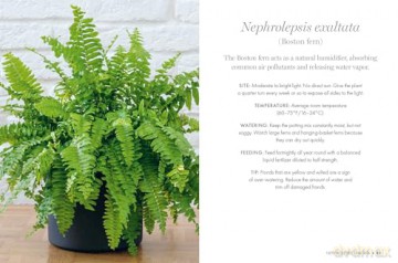 Happy Houseplants - Isabelle Palmer [KSIĄŻKA]