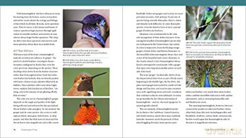 Hummingbird Handbook The - John Shewey [KSIĄŻKA]