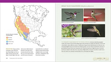Hummingbird Handbook The - John Shewey [KSIĄŻKA]