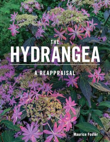 Hydrangea A Reappraisal - Maurice Foster [KSIĄŻKA]