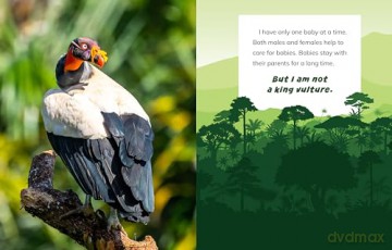 I Am Not A Parrot - Mari Bolte [KSIĄŻKA]