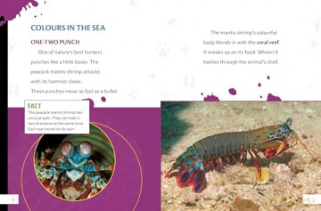 Incredibly Colourful Creatures - Meg Cooley Peterson [KSIĄŻKA]