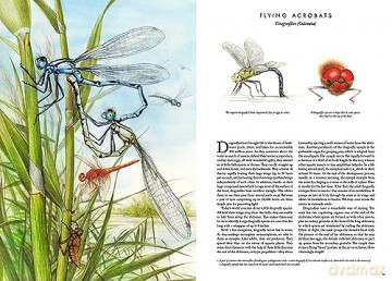 Insectopia [KSIĄŻKA]