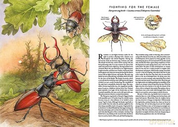 Insectopia [KSIĄŻKA]
