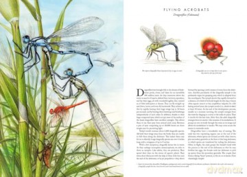 Insectopia [KSIĄŻKA]