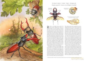 Insectopia [KSIĄŻKA]