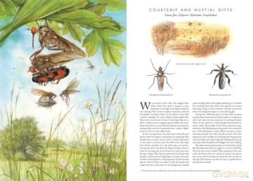 Insectopia [KSIĄŻKA]