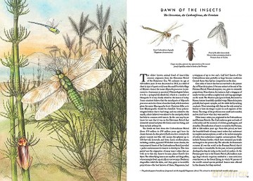 Insectopia [KSIĄŻKA]