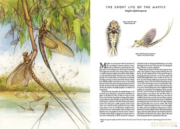 Insectopia [KSIĄŻKA]