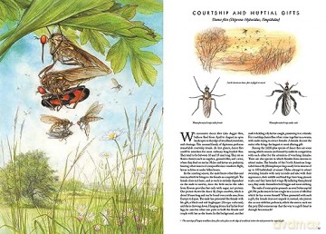 Insectopia [KSIĄŻKA]