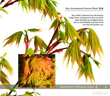 Japanese Maples - Unknown [KSIĄŻKA]