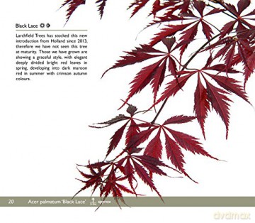 Japanese Maples - Unknown [KSIĄŻKA]