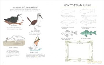 Julia Rothmans Ocean Anatomy Activity - Julia Rothman [KSIĄŻKA]