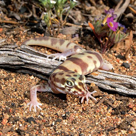 Leopard Gecko Manual - Viets Brian [KSIĄŻKA]