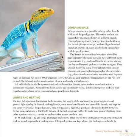 Leopard Gecko Manual - Viets Brian [KSIĄŻKA]
