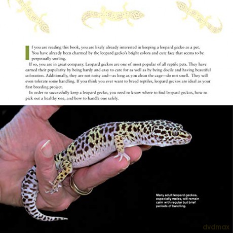Leopard Gecko Manual - Viets Brian [KSIĄŻKA]