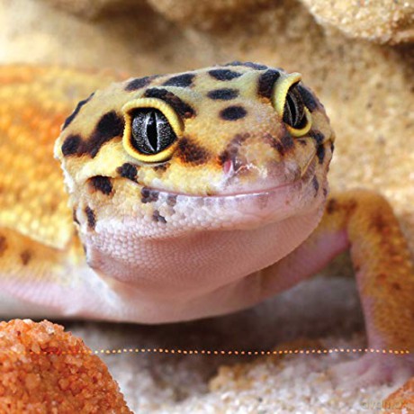 Leopard Gecko Manual - Viets Brian [KSIĄŻKA]